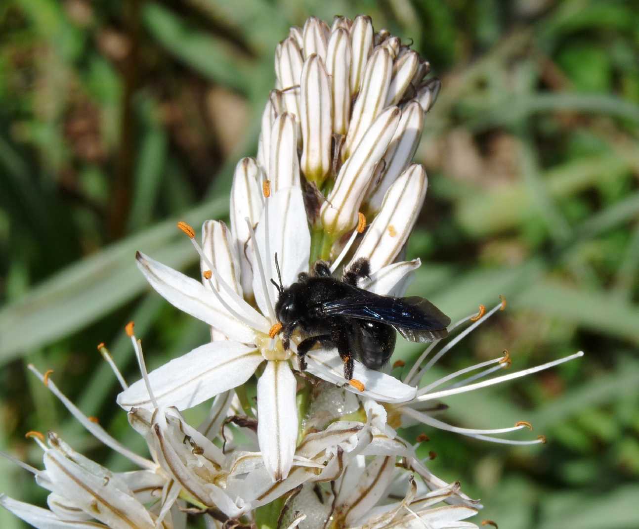 Andrena morio F (Apidae Andreninae)